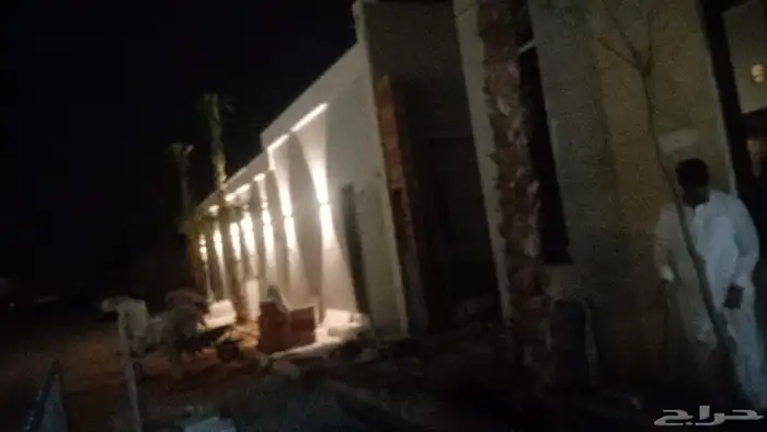 نخيل واشنطونيا للبيع بجميع انواع المقاسات 1