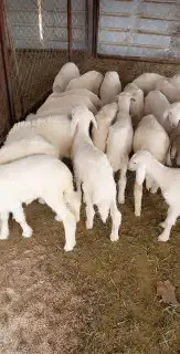 ذبايح مزرعة مرابي عسير 30