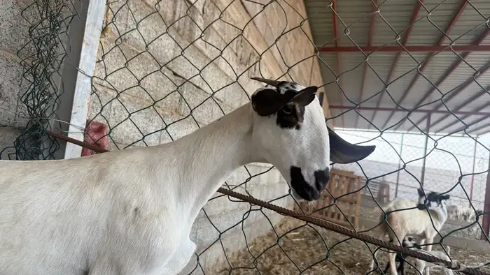 جفره بيشيه فاخره 3