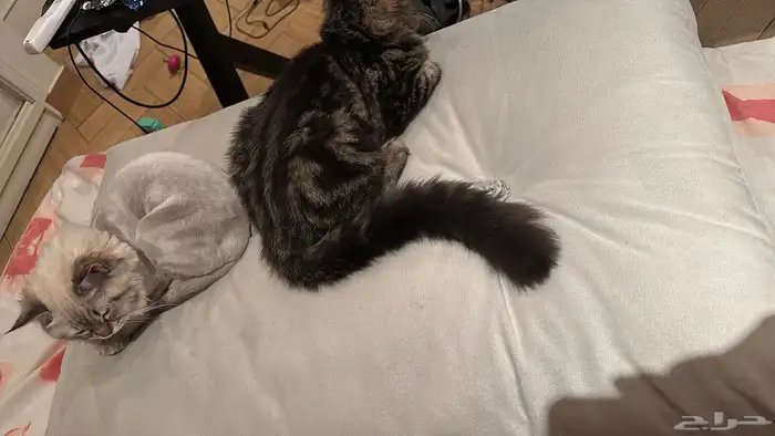 للتبني مع كامل اغراضها 3
