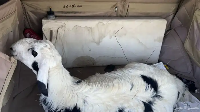 ذبيحتك جاهزه باتصال 0