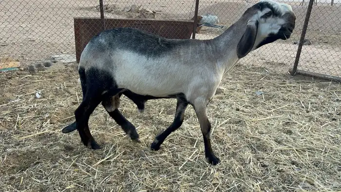 جذع سواكني درماني 0