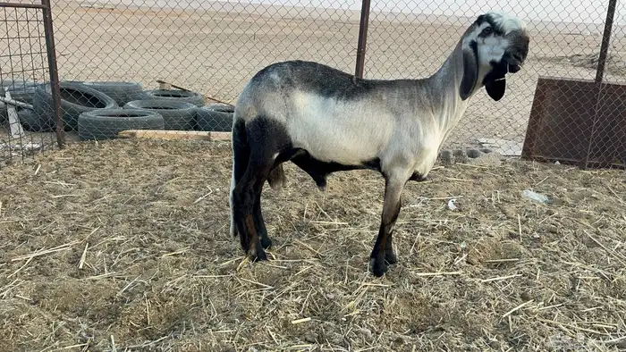 جذع سواكني درماني 1