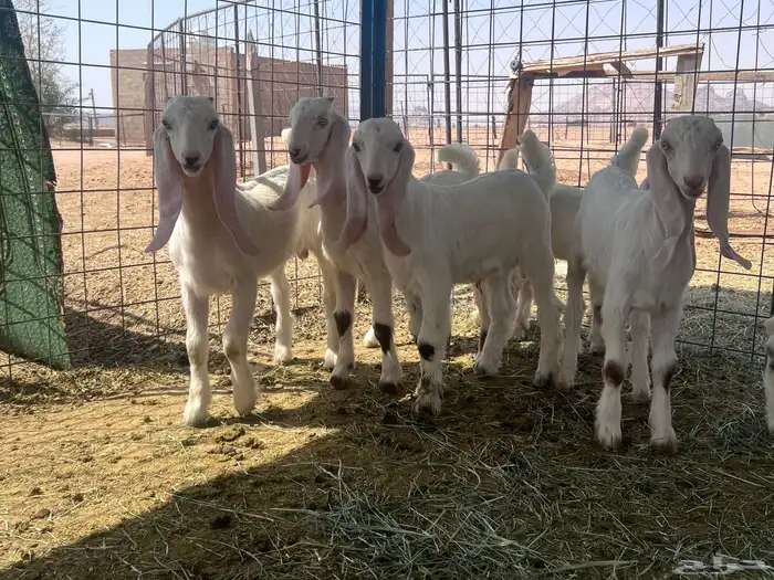 معزا مواليد للبيع 2