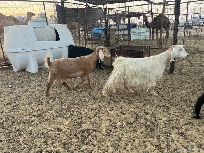 مراح معزاء طيبات وضريع 18