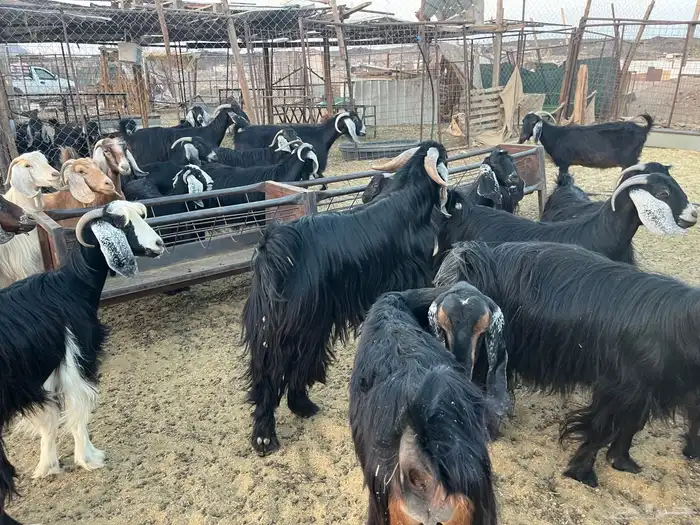 مراح معزاء طيبات وضريع 2