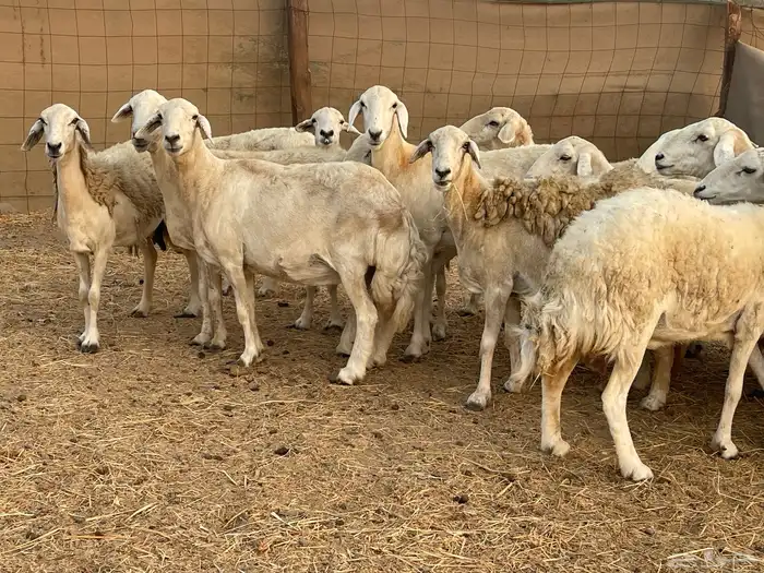 19 غنم حريات جروم دفيع شي فواخر تبارك الرحمن تم البيع 9