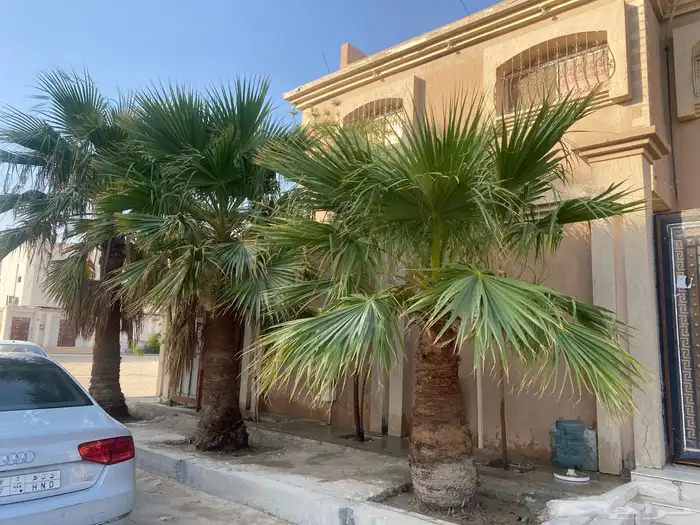 نخل زينه للليع 0