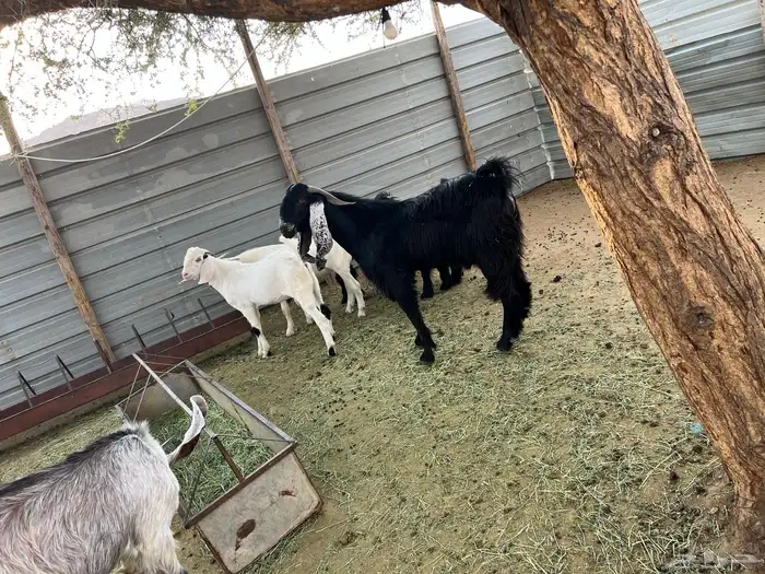 تيس عارضي للبيع 3