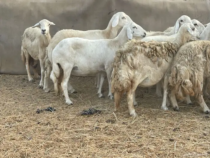 19 غنم حريات جروم دفيع شي فواخر تبارك الرحمن تم البيع 4