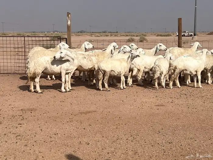 مراح حريات مواليد 1