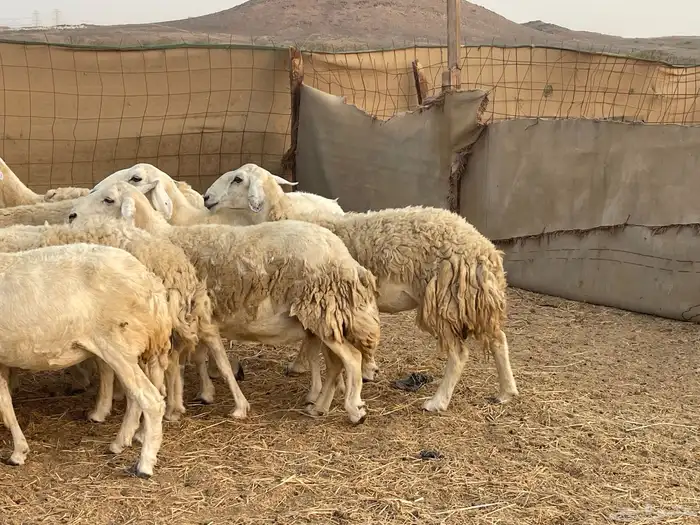 19 غنم حريات جروم دفيع شي فواخر تبارك الرحمن تم البيع 8