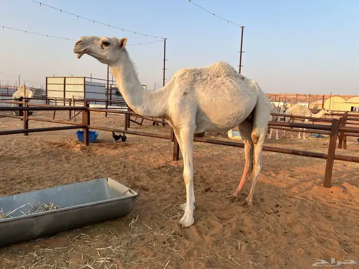 بكر ثنيه خفوت و بكره مفروده 1