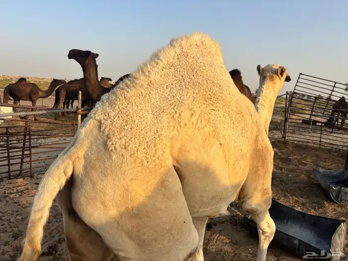 قعود للبيع 4