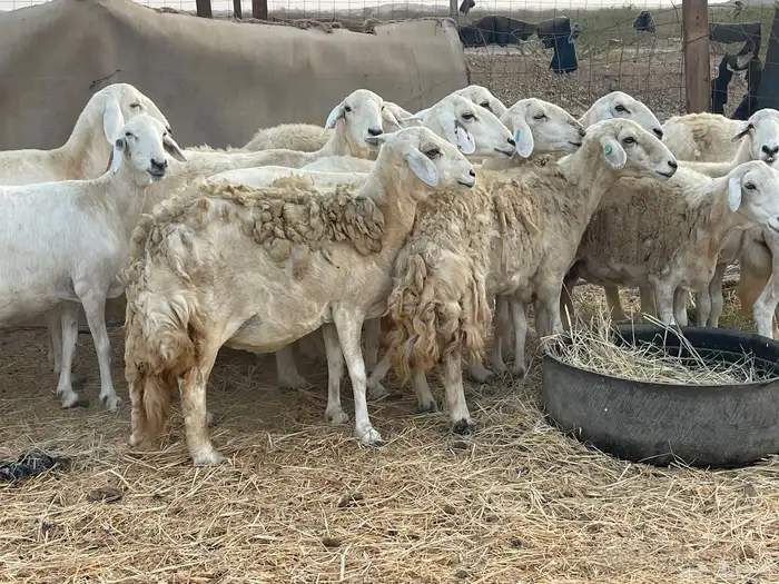 19 غنم حريات جروم دفيع شي فواخر تبارك الرحمن تم البيع 1