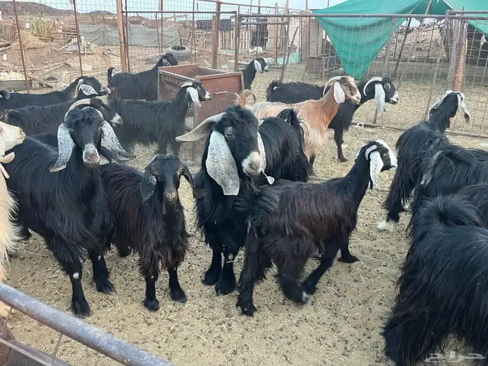 مراح معزاء طيبات وضريع 8