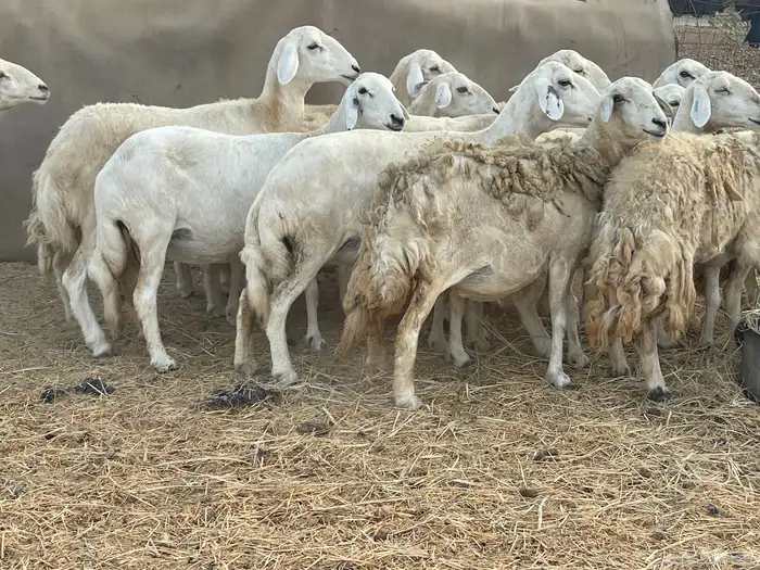19 غنم حريات جروم دفيع شي فواخر تبارك الرحمن تم البيع 3