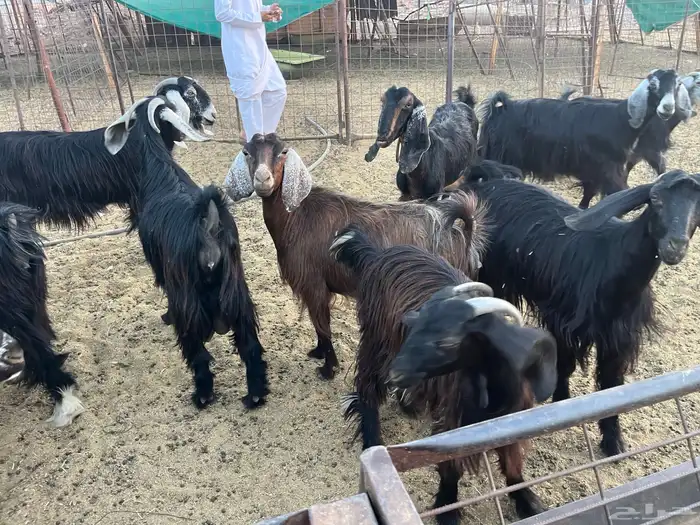 مراح معزاء طيبات وضريع 6