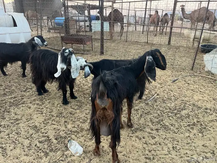 مراح معزاء طيبات وضريع 15