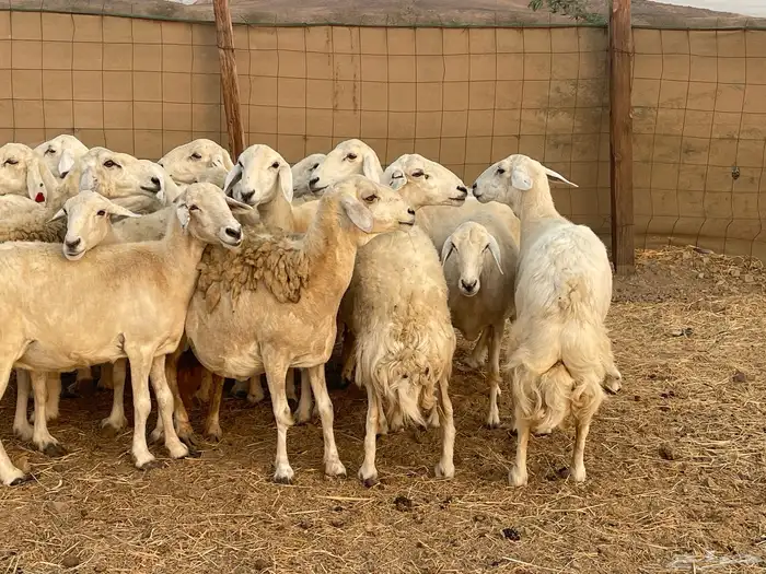 19 غنم حريات جروم دفيع شي فواخر تبارك الرحمن تم البيع 14
