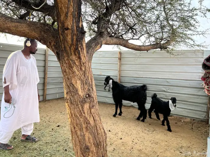 تيس عارضي للبيع 1