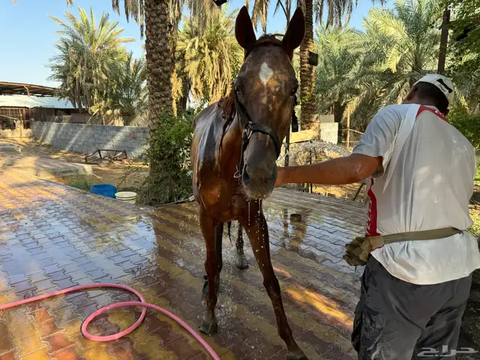 فرس انقليزي اصلي بأوراقها 5