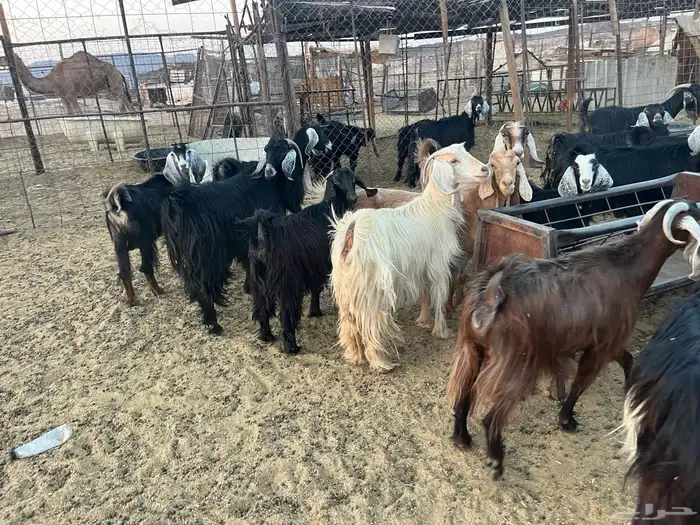 مراح معزاء طيبات وضريع 7