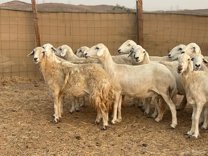 19 غنم حريات جروم دفيع شي فواخر تبارك الرحمن تم البيع 7