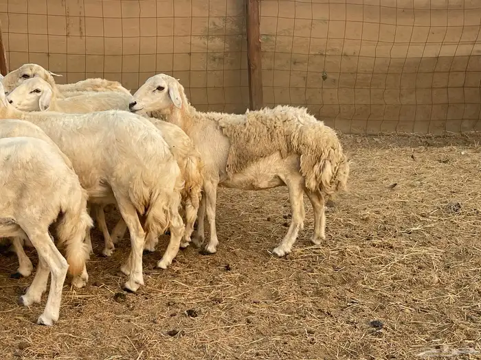 19 غنم حريات جروم دفيع شي فواخر تبارك الرحمن تم البيع 12