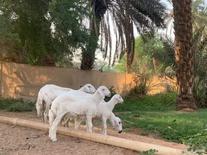 حريات متابيع عيالها ذبايح 1