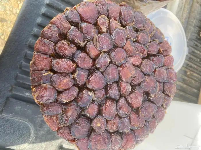 برني وكعيمر العيص حبه فاخه 3