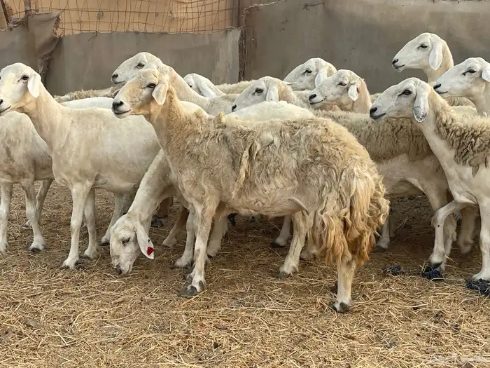 19 غنم حريات جروم دفيع شي فواخر تبارك الرحمن تم البيع 2