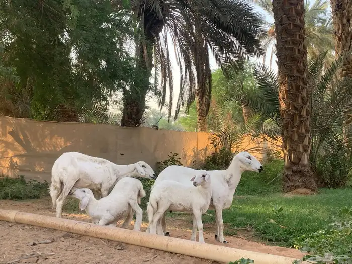 حريات متابيع عيالها ذبايح 0