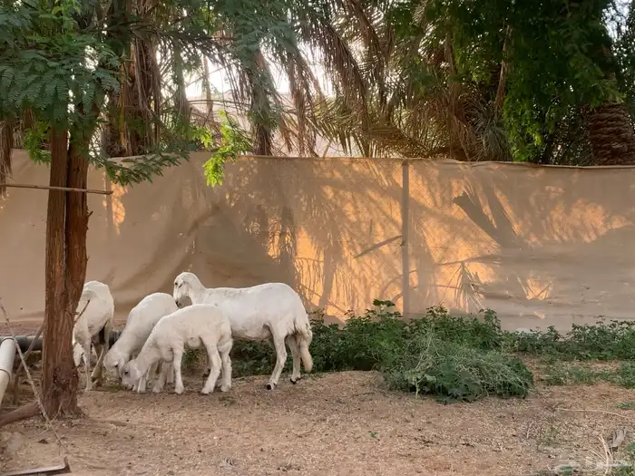 حريات متابيع عيالها ذبايح 2