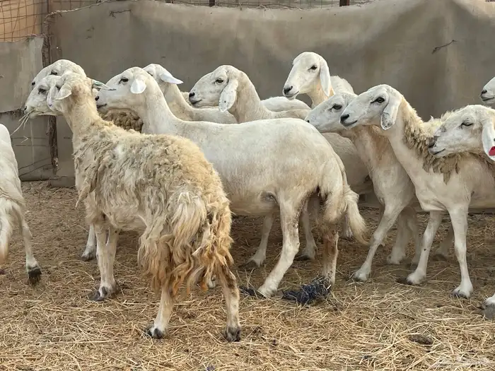 19 غنم حريات جروم دفيع شي فواخر تبارك الرحمن تم البيع 5