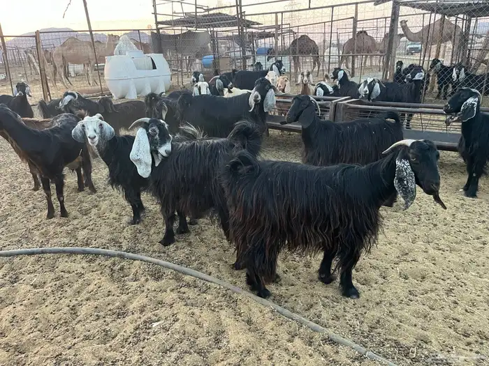 مراح معزاء طيبات وضريع 1