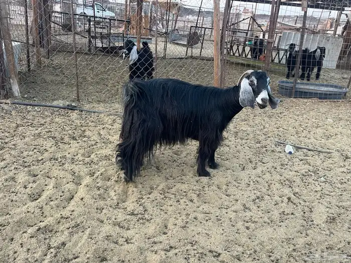 مراح معزاء طيبات وضريع 16