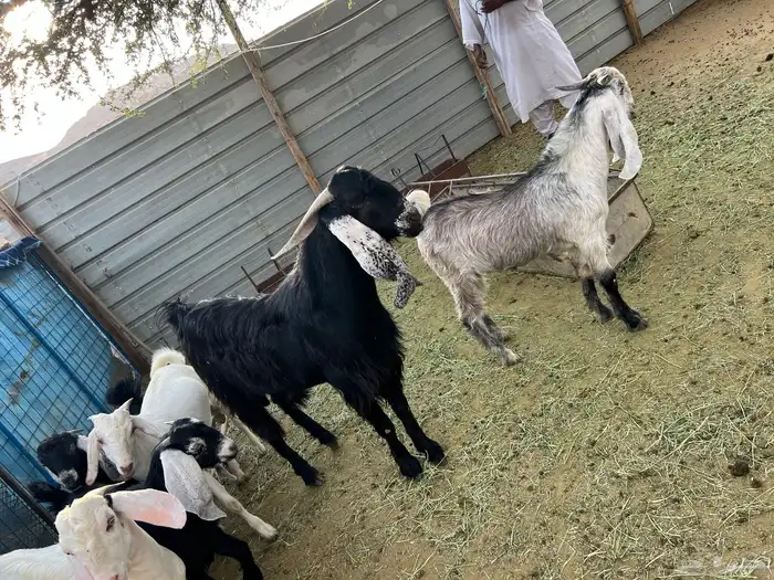 تيس عارضي للبيع 4