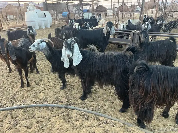 مراح معزاء طيبات وضريع 0