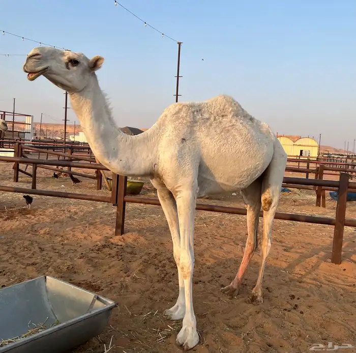 بكر ثنيه خفوت و بكره مفروده 0