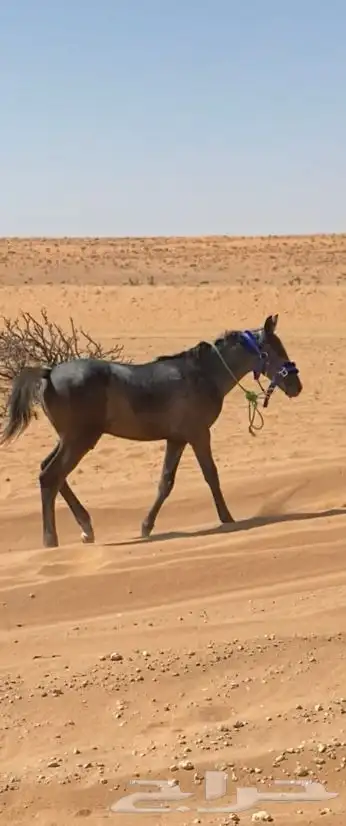مهر للبيع عمره تقريبا 5 شهور 0