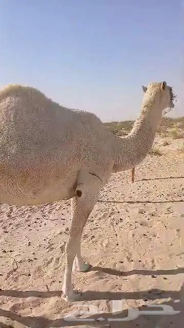 ناقه حايل رباع 4