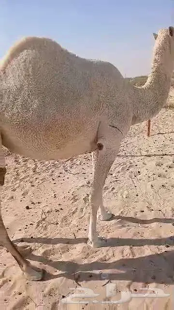 ناقه حايل رباع 3