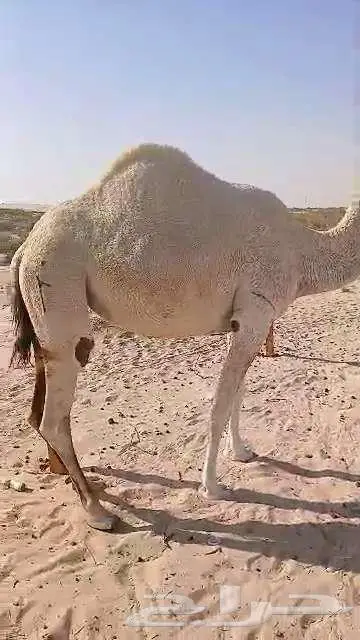 ناقه حايل رباع 5