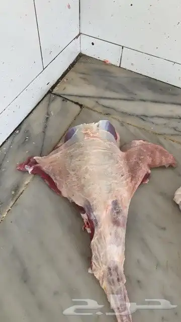 ذبايح مزرعة مرابي عسير 26