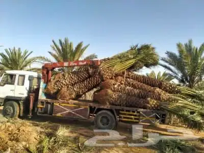 نخل عربي جميع الانواع والاطوال 0