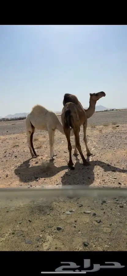 عشرا للبيع بدون ولدها الي يبي يضير 1