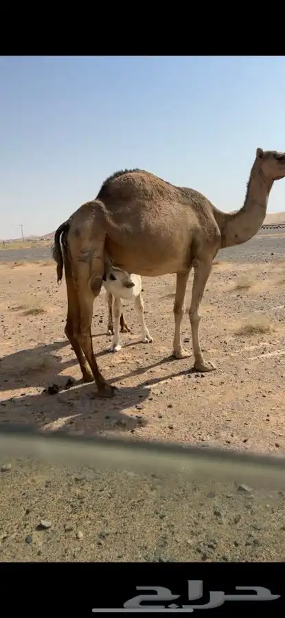 عشرا للبيع بدون ولدها الي يبي يضير 0