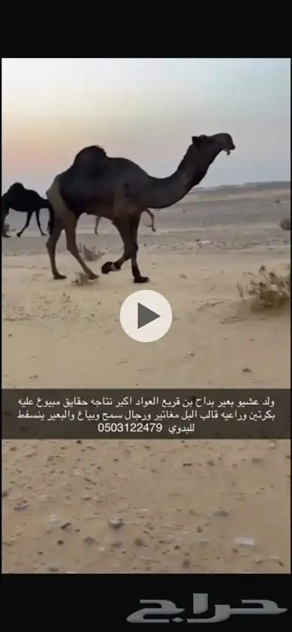 البعير الطيب 0