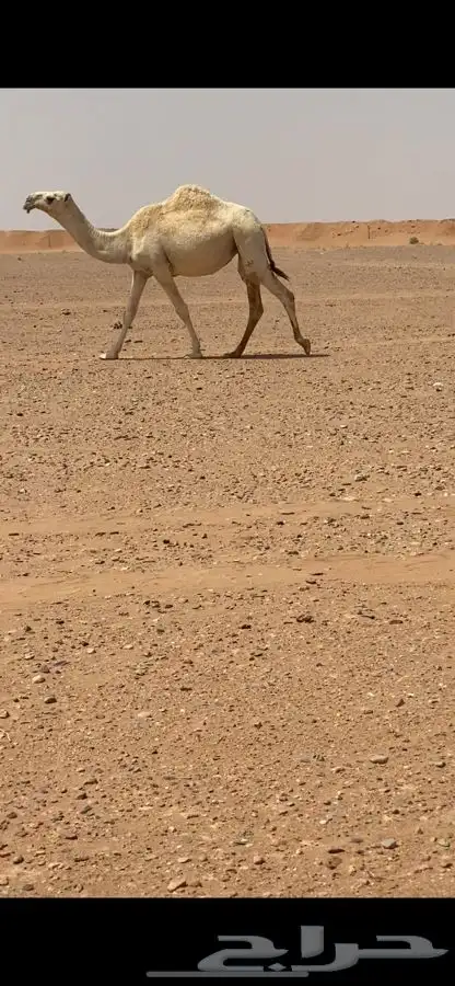 بعير فحل 0